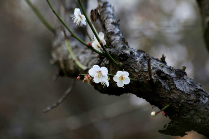 那一片花海原版视频,那一片香雪海