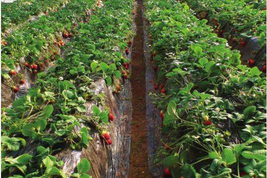 京郊采摘,秋天京郊采摘好去处