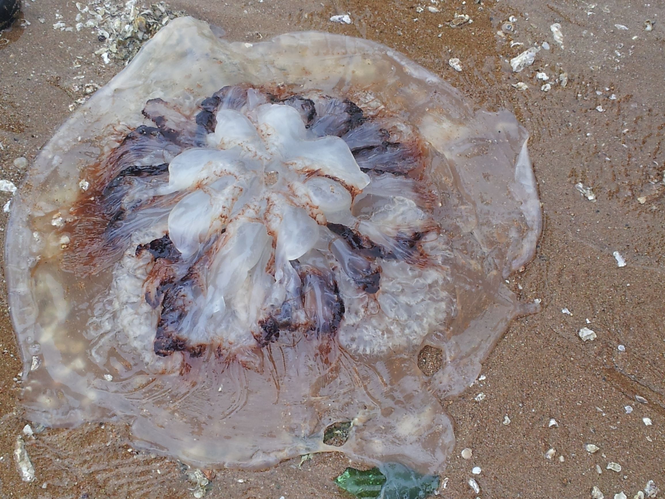 十一来鲅鱼圈旅游：十大防坑攻略，像本地人一样畅游鲅鱼圈