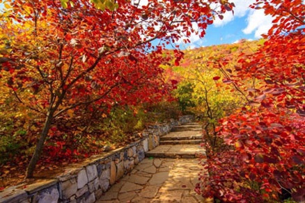 北京不容错过的赏花路线,北京香山红叶林观看最佳时间