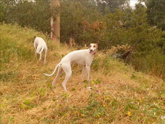 怎么样训练狗追蛇,怎么训练狗追猫