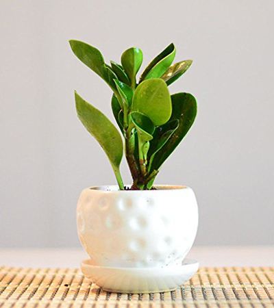 豆瓣绿叶子发黄怎么解决,豆瓣绿植浇水的正确方法