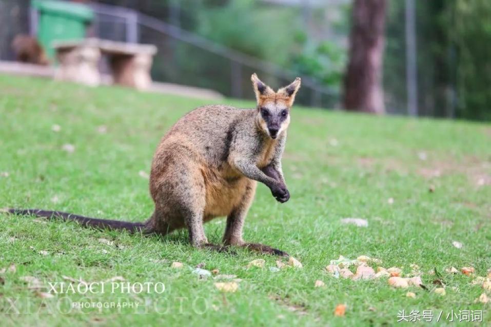 玩转南澳大利亚，这篇最全旅行攻略一定可以帮到你