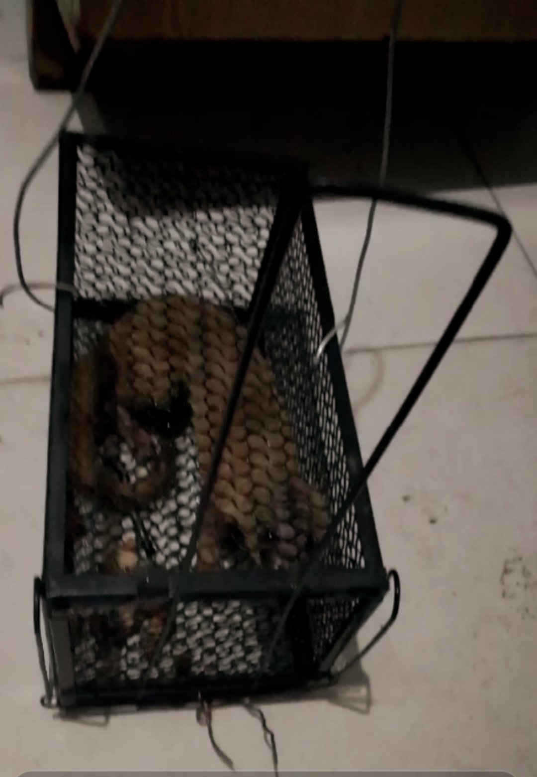 太原一居民国庆节捕家里老鼠确捕到了一直黄鼠狼！该怎么办？