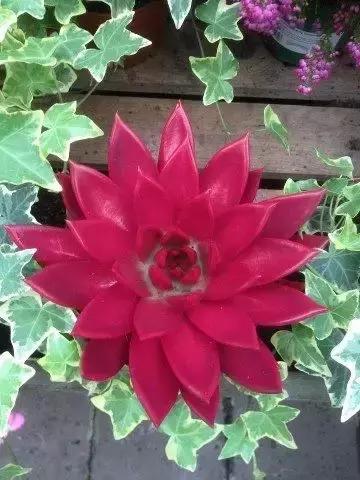 没时间出去玩养多肉,外出旅游多肉怎么办