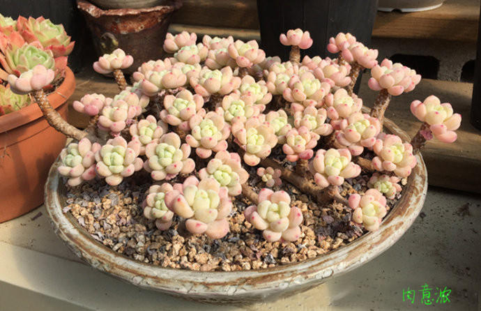 识别标签贴,劳尔和罗琦对决