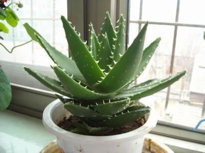 经常吸烟适合养什么花,盘点9种家庭养花常见的有毒花卉