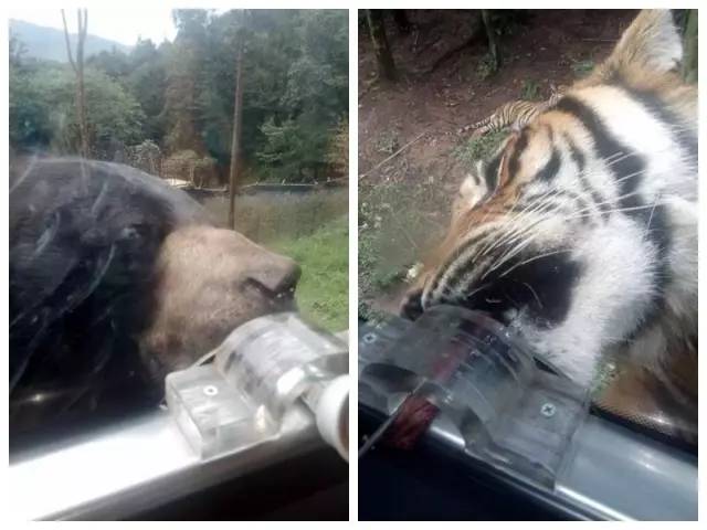 成都附近动物城,成都周边动物乐园