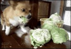 打着打假的旗号视为牟利违法吗,打假被骗的骗局