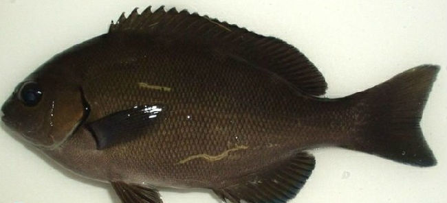 海钓最怕遇到的事,海钓毒物