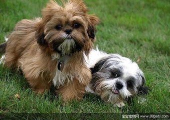 狗狗得了犬瘟热是什么症状,狗狗犬瘟热什么症状要怎么治疗