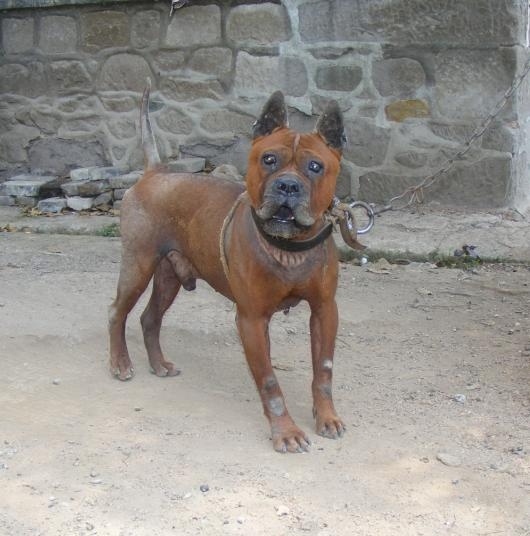 真中华田园犬,川东猎犬在中国猛犬排第几