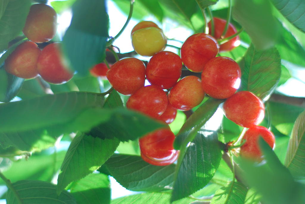 聚焦陕西蓝田泄湖镇,蓝田县洩湖镇发展规划