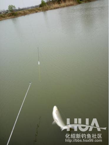 自制钓草鱼玉米必须要煮吗,发酵的玉米可以钓草鱼吗