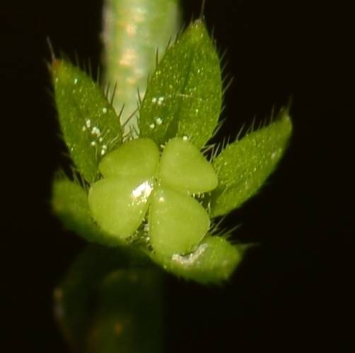 植物傻傻分不清,植物界的姐妹花