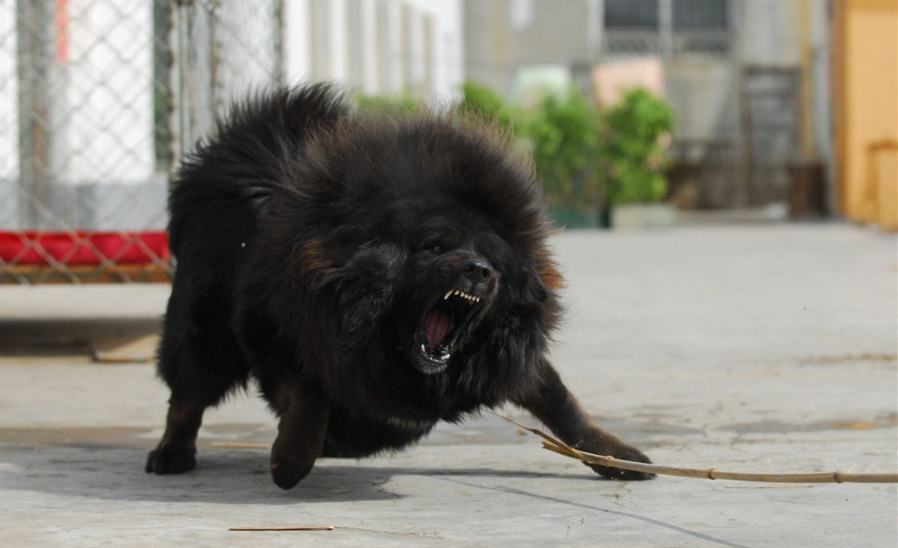 狗中之王，藏敖的选育