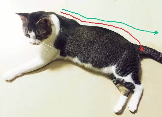 猫毛梳哪种好用,猫毛梳用哪种