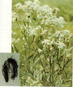 閾佺嚎鑾查搧鑴氬▉鐏典粰鍥剧墖,閾佽剼濞佺伒浠欐不鐤楄儍鐐庡悧