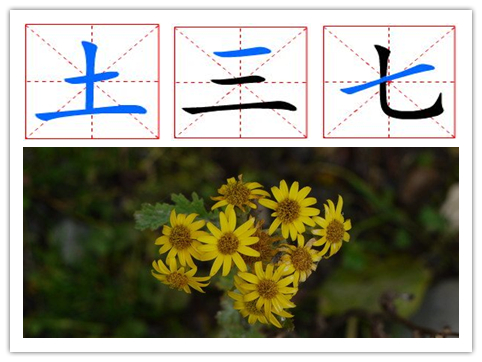 土三七和三七有何不同,三七与土三七的相同和不同