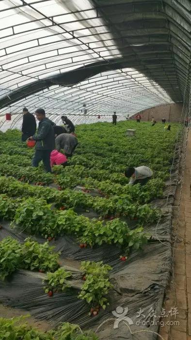 又到草莓时节,天津采摘草莓好又便宜的地方