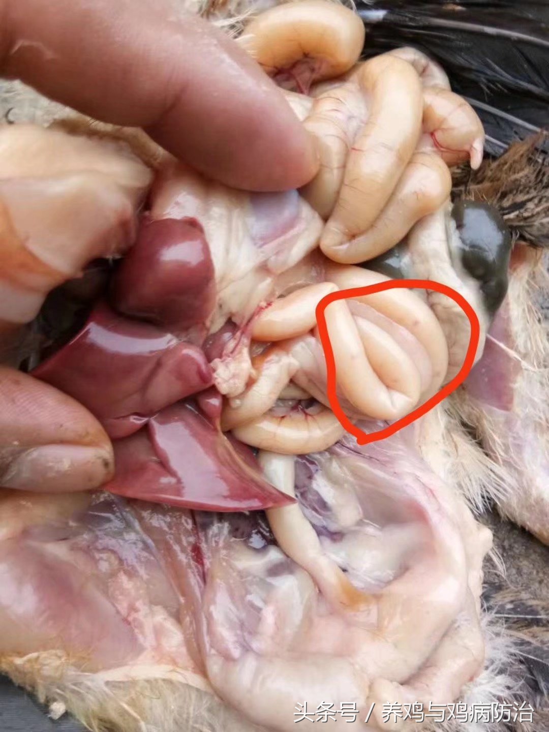 鸡腺肌胃炎与球虫病吃什么药,雏鸡得了腺肌胃炎和球虫该怎么治