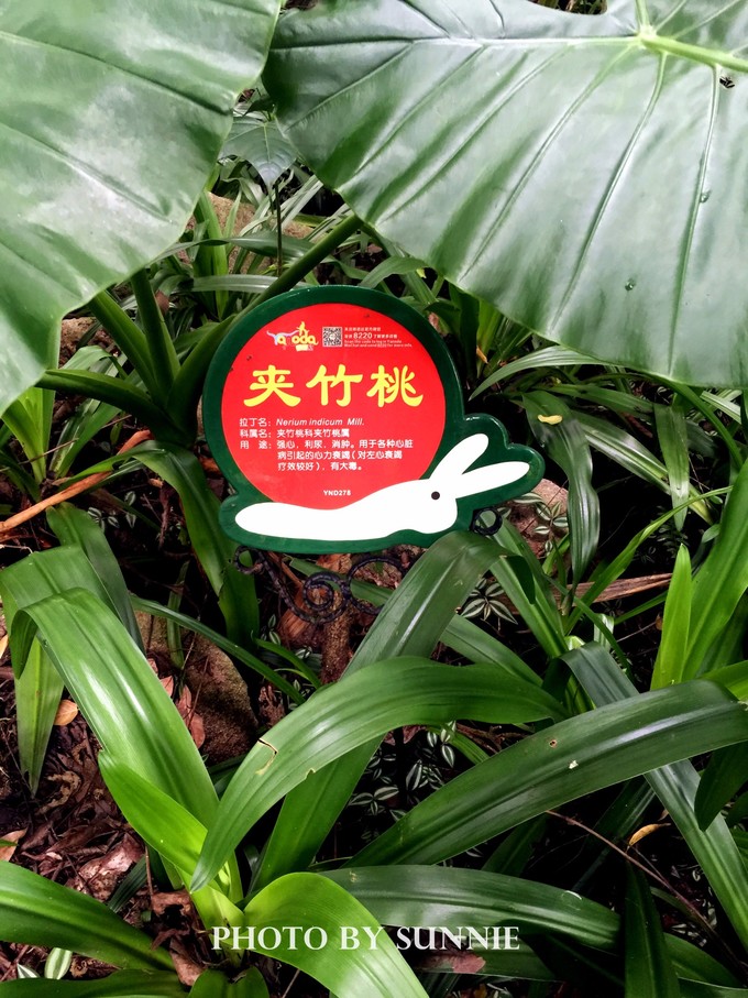 北纬十八度之三亚,北纬18度的旅行三亚游记