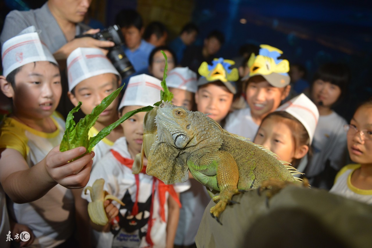 北京海洋馆必须买动物园门票吗,北京海洋馆表演时间表