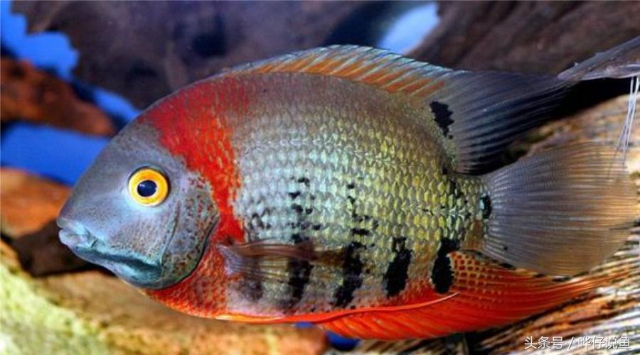 多少男人拜倒石榴裙下,多少男士拜倒在你的石榴裙