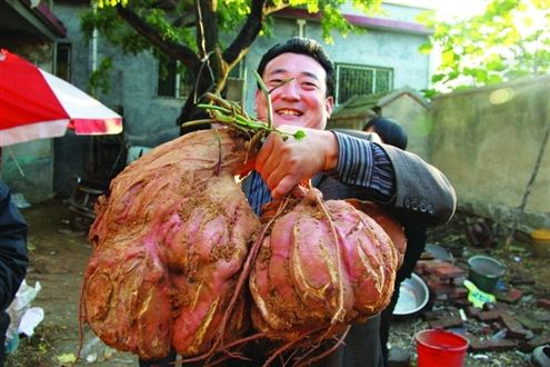 怎样种红薯产量高不生虫,红薯怎么种又大又甜产量高