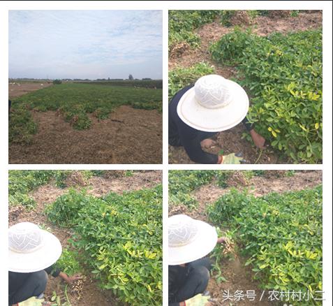 农民伯伯怎么收地黄,下乡收花生诀窍