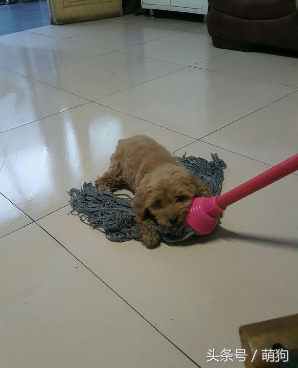 泰迪和金毛的混血小狗,金毛与泰迪混血的小狗