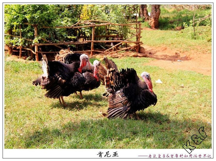 奥巴马幽默演讲引爆全场,奥巴马幽默集锦