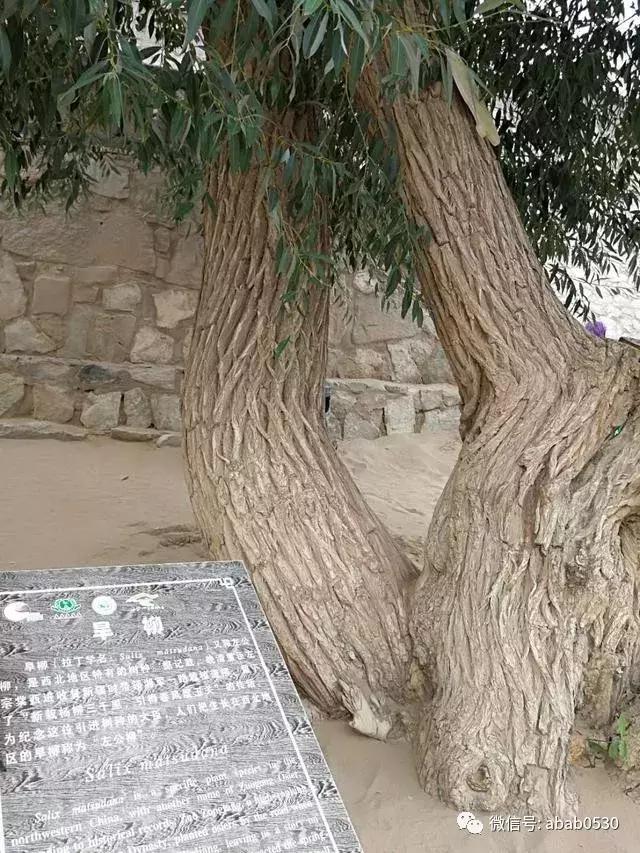 沙漠明珠月牙泉视频,沙漠月牙泉句子