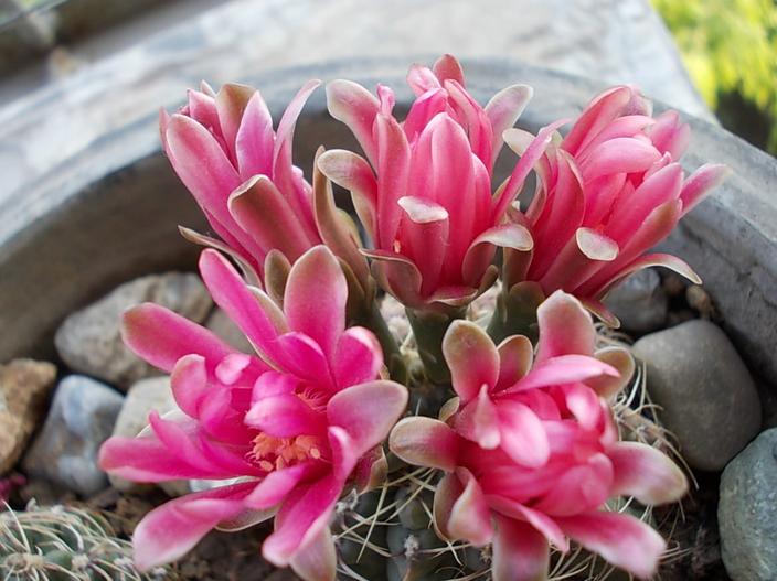 鑺卞尃澶氳倝,鑺卞尃绮惧搧澶氳倝