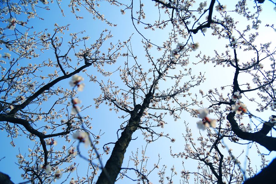 聚焦陕西蓝田泄湖镇,蓝田县洩湖镇发展规划