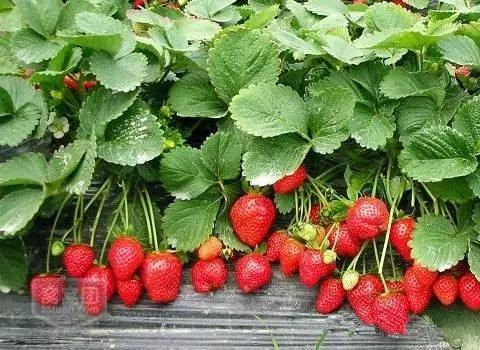 又到草莓时节,天津采摘草莓好又便宜的地方