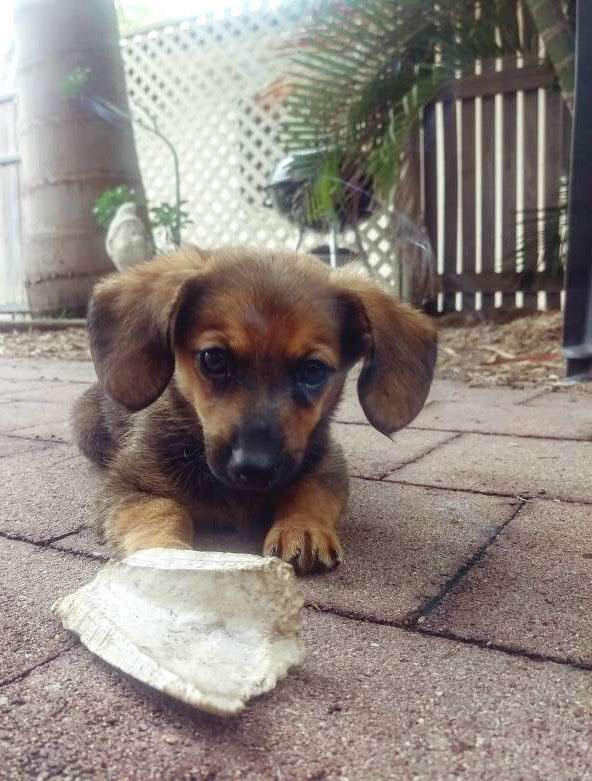 超级可爱的腊肠犬图,超级可爱的混血狗狗