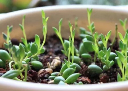 佛珠多肉专用土还需要陶粒垫底吗,多肉佛珠怎么种