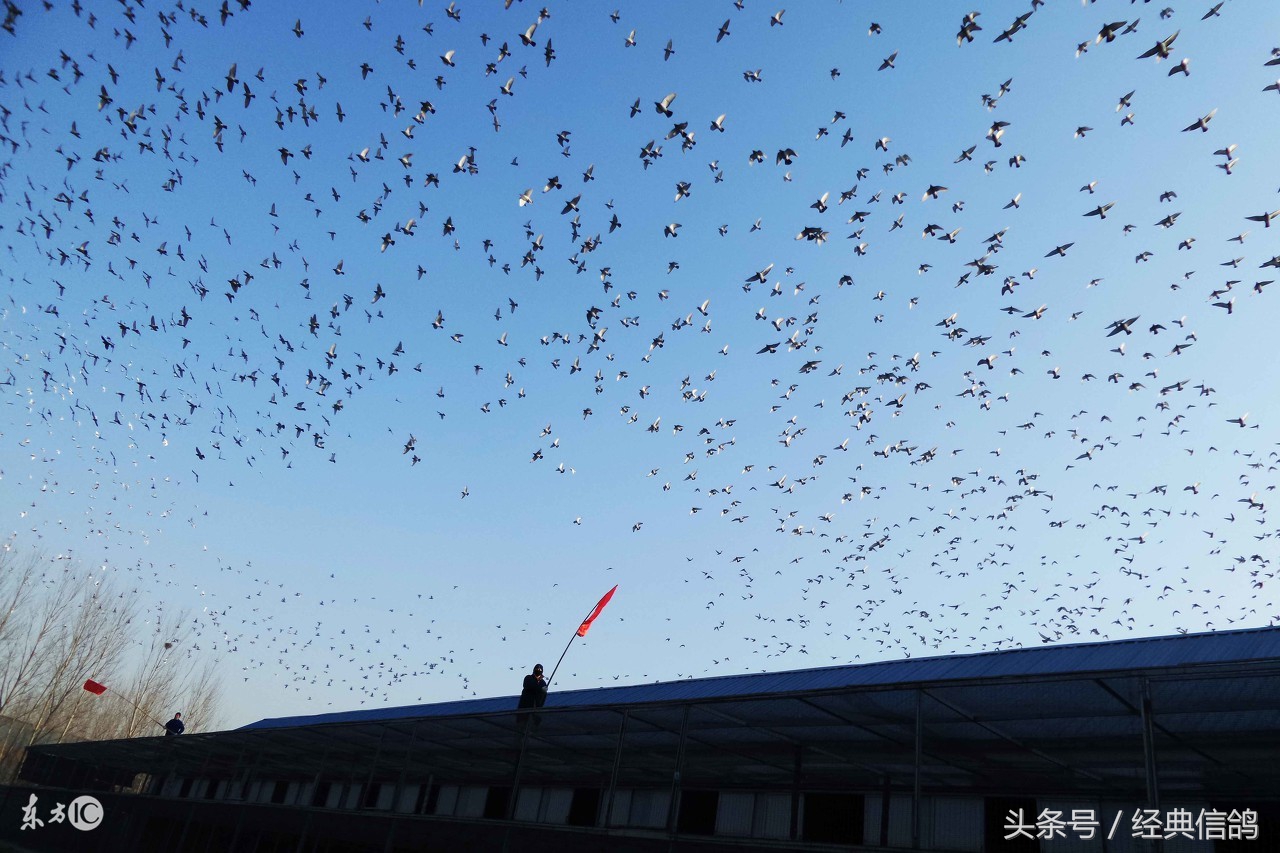 关于信鸽的知识大全,信鸽羽毛知识