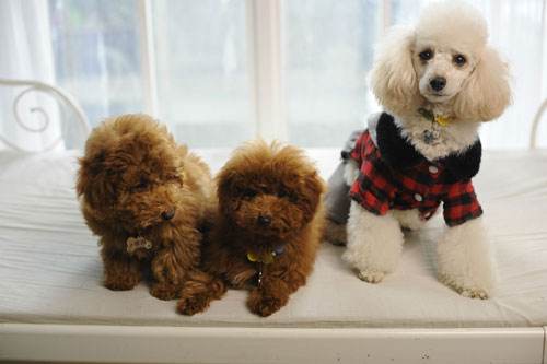 泰迪幼犬鼻子褪色什么原因,泰迪狗狗鼻子褪色是怎么回事