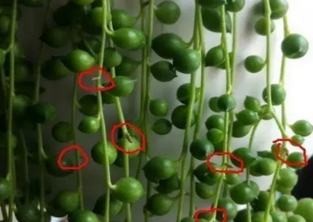 佛珠多肉专用土还需要陶粒垫底吗,多肉佛珠怎么种