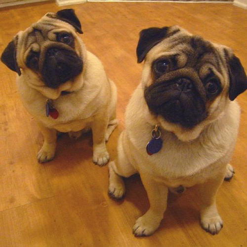 狗狗歪头的解释,狗狗歪头什么预兆