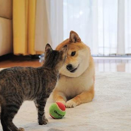 狗狗歪头的解释,狗狗歪头什么预兆