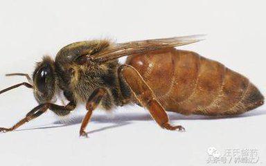 双王群养中蜂最佳时间,中蜂双王群的操作方法