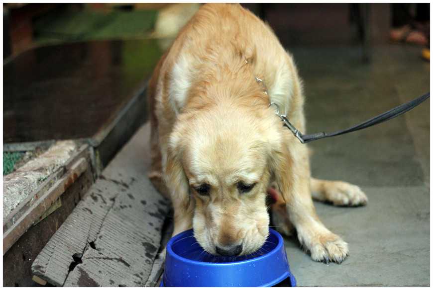 狗尿结石尿血怎么办,狗狗尿血的治疗方法