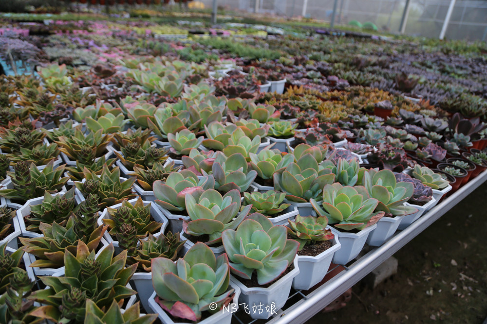 南通滨江公园亲子游,南通洲际绿博园有什么好玩的