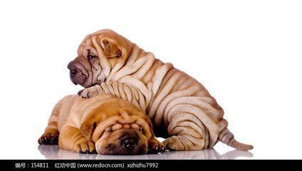 狗狗犬瘟热的症状和治疗方法,狗狗犬瘟热的症状