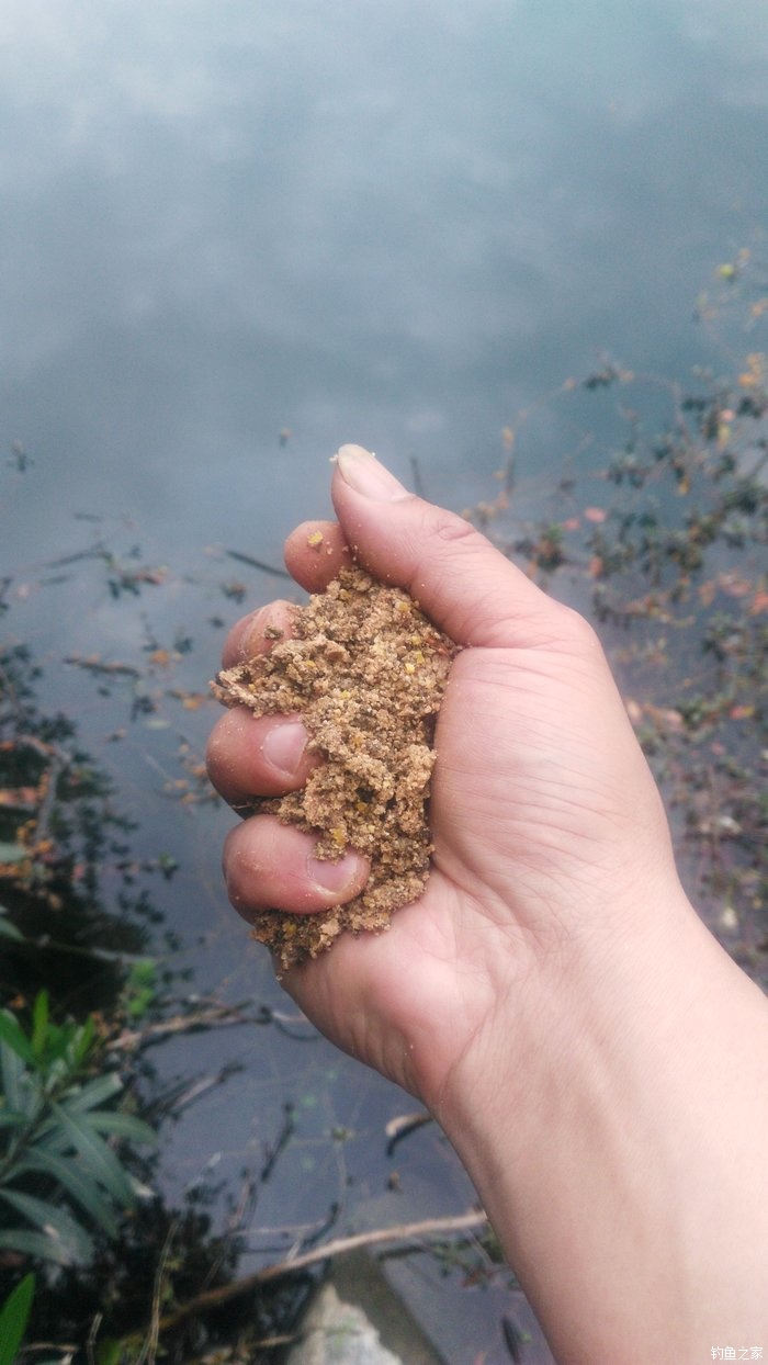 锦鲤迎春鱼跃龙门,锦鲤观赏鱼鸿运当头