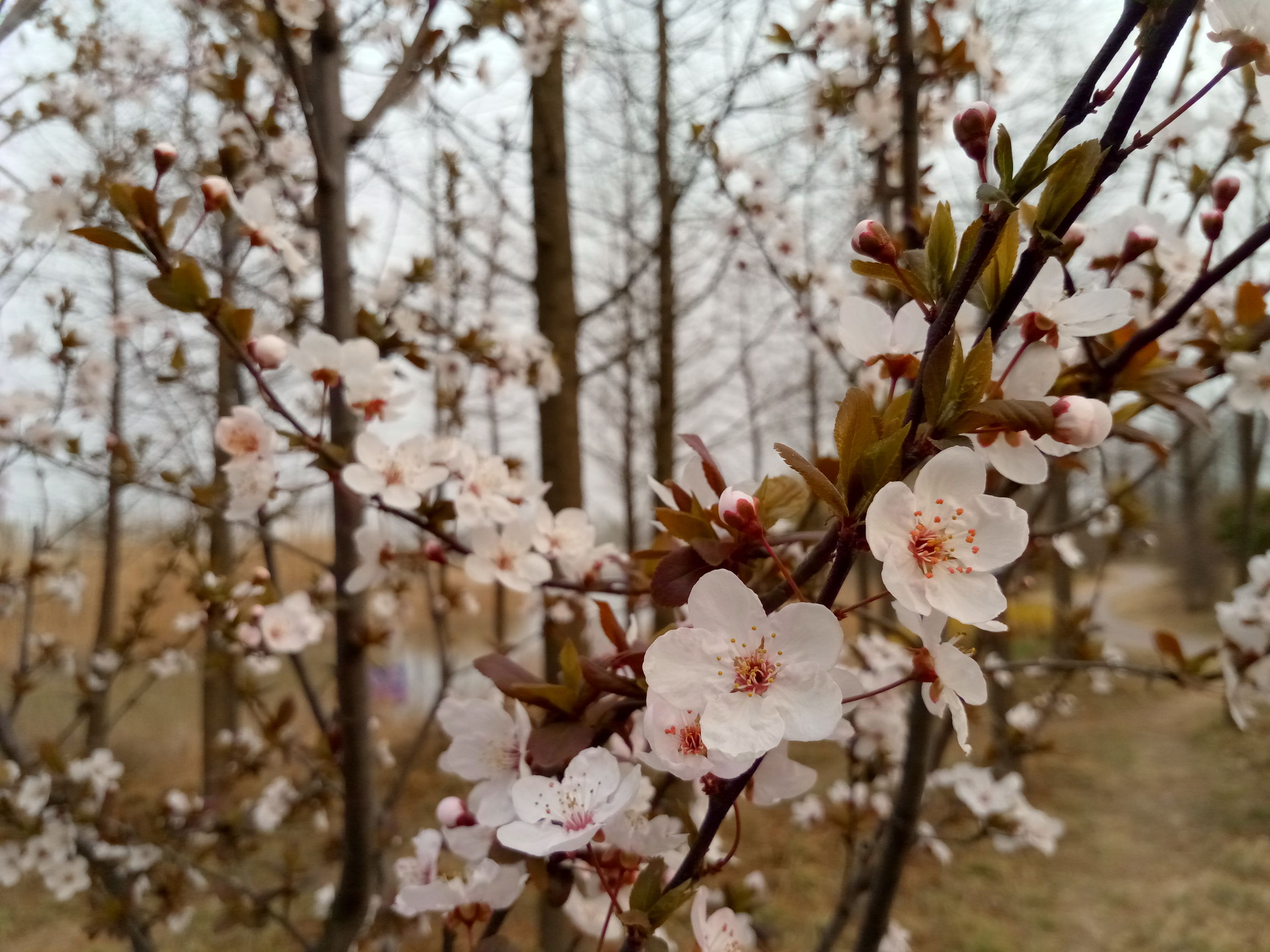 金立天鉴w909最新价格,金立天鉴w909手机