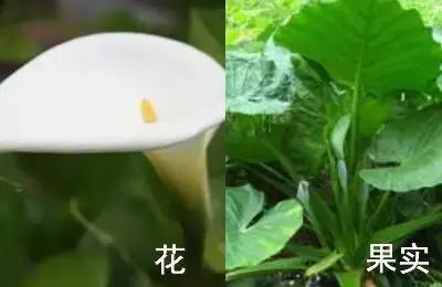 天津人可以吃的各种野菜图谱,天津吃货必须去的小吃